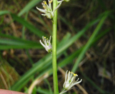 Hastingsia bracteosa