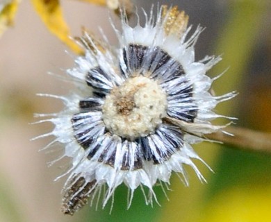 Helenium amarum