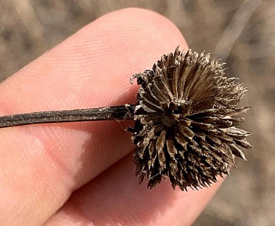 Helianthus angustifolius