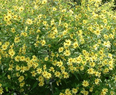 Helianthus decapetalus