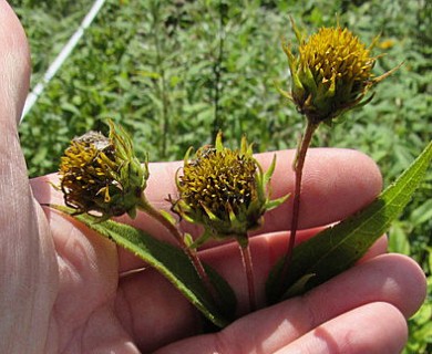 Helianthus hirsutus