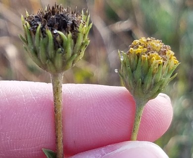 Helianthus occidentalis