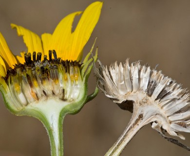 Helianthus petiolaris