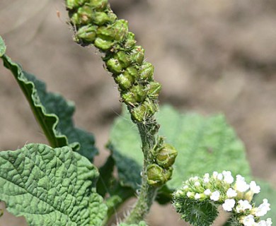 Heliotropium indicum