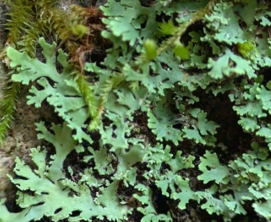 Heterodermia squamulosa