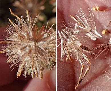 Heterotheca cinerascens