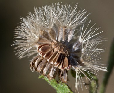 Heterotheca subaxillaris