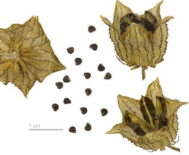 Hibiscus trionum