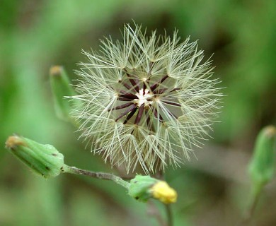 Hieracium gronovii