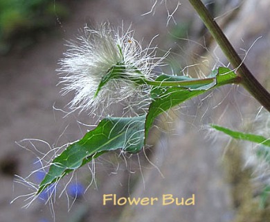 Hieracium longiberbe