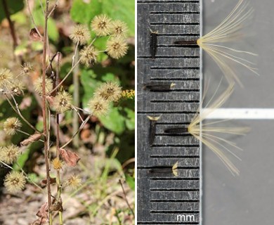 Hieracium scabrum