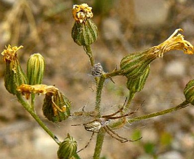 Hieracium scouleri