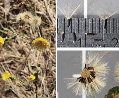 Hieracium umbellatum