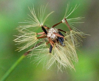 Hieracium venosum