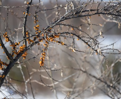 Hippophae rhamnoides