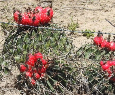 Homalocephala texensis