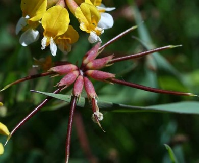 Hosackia pinnata