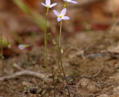 Houstonia caerulea