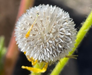 Hulsea mexicana