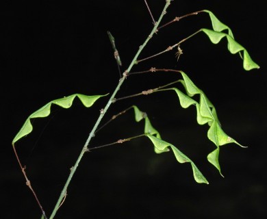 Hylodesmum nudiflorum