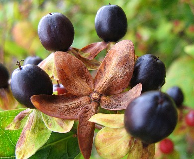 Hypericum calycinum