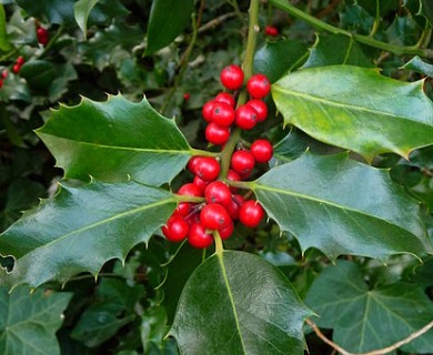 Ilex aquifolium