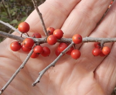 Ilex decidua