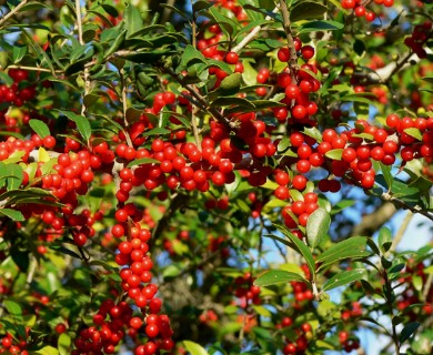 Ilex vomitoria