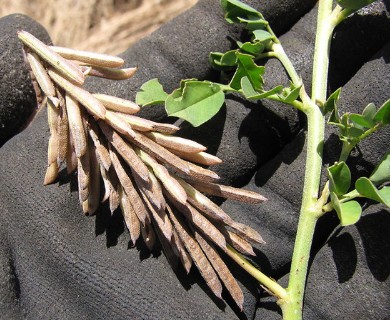 Indigofera spicata