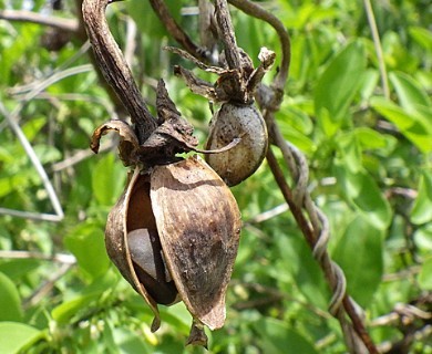 Ipomoea alba