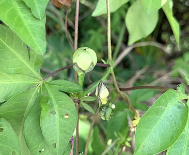 Ipomoea cairica