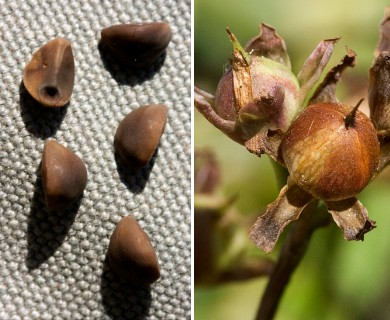 Ipomoea cordatotriloba