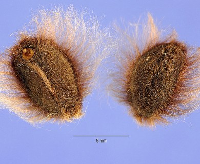 Ipomoea pandurata