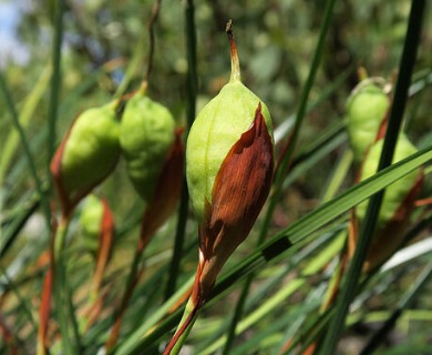 Iris chrysophylla