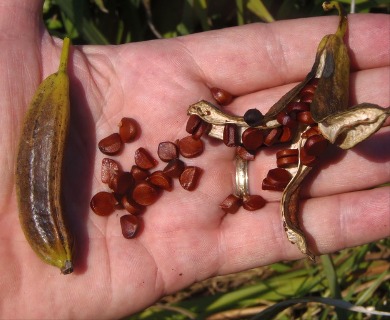 Iris pseudacorus