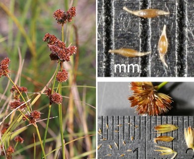 Juncus canadensis