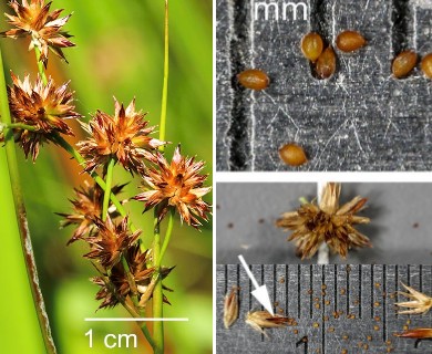 Juncus nodosus