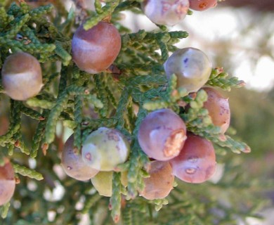 Juniperus arizonica