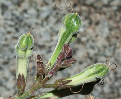 Justicia californica