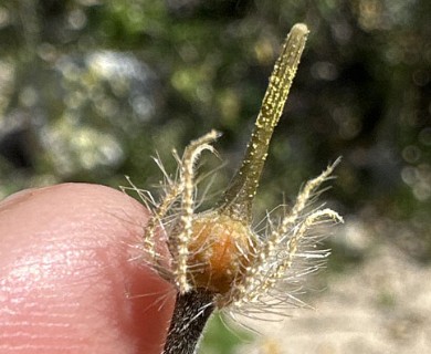 Kallstroemia peninsularis