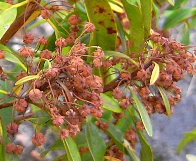 Kalmia angustifolia