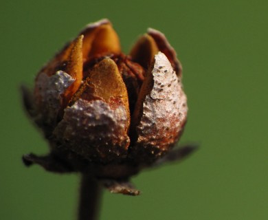 Kalmia latifolia