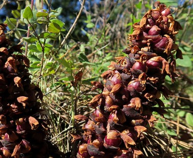 Kopsiopsis strobilacea