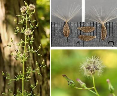 Lactuca biennis