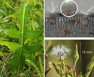 Lactuca canadensis