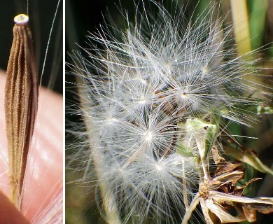 Lactuca oblongifolia