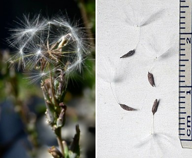 Lactuca saligna