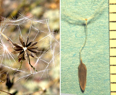 Lactuca serriola