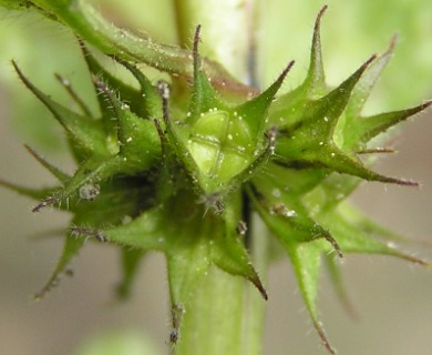 Lamium purpureum