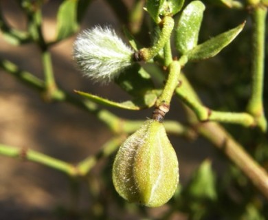 Larrea tridentata